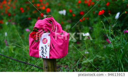 Respect for the Aged Day/Best time to see the yellow cosmos in Hama-rikyu Gardens 94613913