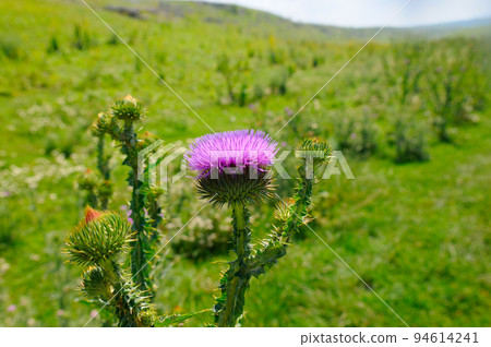 Pink milk thistle flower in bloom in summer . 94614241