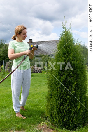 young woman caring for coniferous plants in the garden Fielding them with water from a hose 94614307