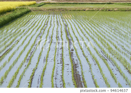 完成水稻種植的稻田 完成水稻種植的稻田 94614637