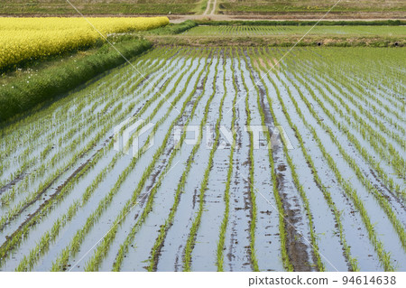完成水稻種植的稻田 完成水稻種植的稻田 94614638