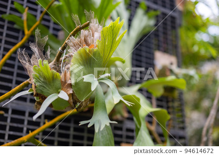 Green leaves of platycerium superbum grow on big tree Green leaves of platycerium superbum grow on big tree 94614672