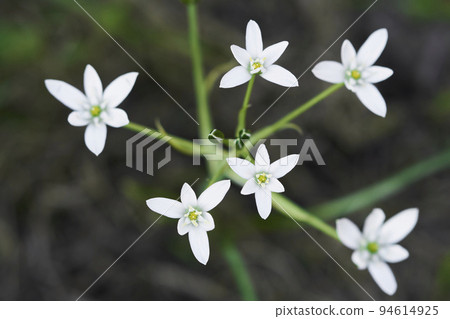 花園中盛開的 Oamana (Orthonigalam) 花 94614925