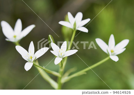 花園中盛開的 Oamana (Orthonigalam) 花 94614926