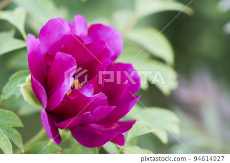 花園裡盛開的紅色鈕扣花 94614927