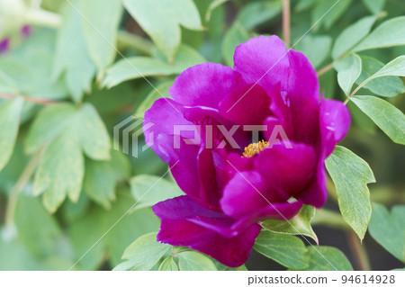 花園裡盛開的紅色鈕扣花 94614928