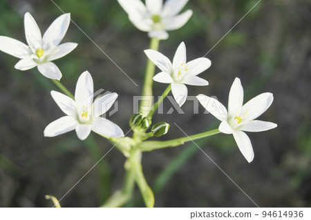 花園中盛開的 Oamana (Orthonigalam) 花 94614936