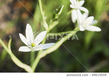 花園中盛開的 Oamana (Orthonigalam) 花 94614939