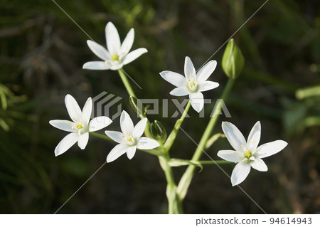 花園中盛開的 Oamana (Orthonigalam) 花 94614943