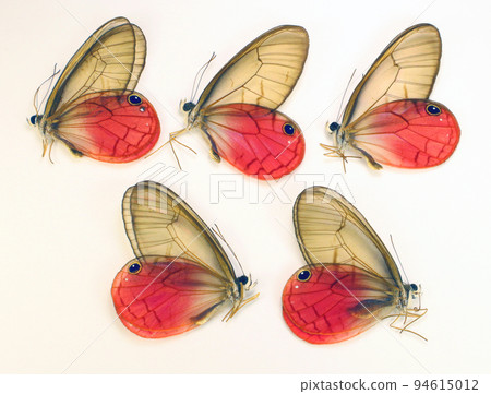 Transparent pink beautiful butterflies isolated on white. Cithaerias aurorina close up macro, collection butterflies, satyridae, lepidoptera Transparent pink beautiful butterflies isolated on white. Cithaerias aurorina close up macro, collection butterflies, satyridae, lepidoptera 94615012