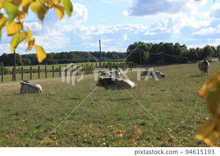 blue cows at countryside blue cows at countryside 94615193