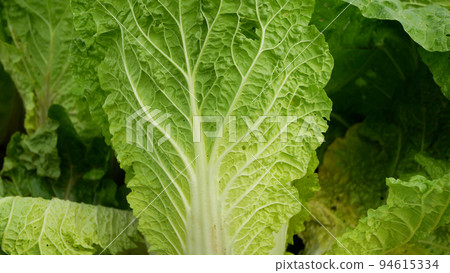 Napa cabbage field leaf vegetable fresh green Brassica rapa pekinensis Chinese Beijing China cole crops white East Asian cuisine hakusai baechu detail close-up, farm farming garden leaves bio organic Napa cabbage field leaf vegetable fresh green Brassica rapa pekinensis Chinese Beijing China cole crops white East Asian cuisine hakusai baechu detail close-up, farm farming garden leaves bio organic 94615334