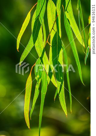 Eucalyptus green leaves 94616131