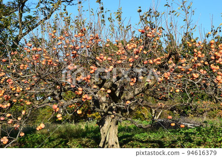 Orange persimmon fruit Orange persimmon fruit 94616379