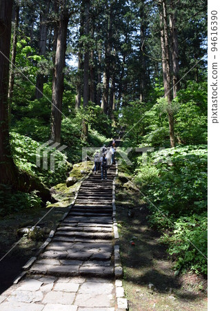 Haguroyama的雪松樹 Haguroyama的雪松樹 94616390