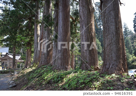 Haguroyama的雪松樹 94616391