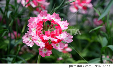 白色和粉紅色的寶石櫻花馬鞭草 94616633