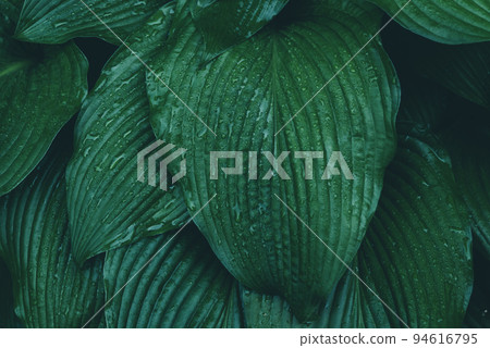 Hosta leaves Stained Glass covered with water drops after rain, Background leaves photo Hosta leaves Stained Glass covered with water drops after rain, Background leaves photo 94616795
