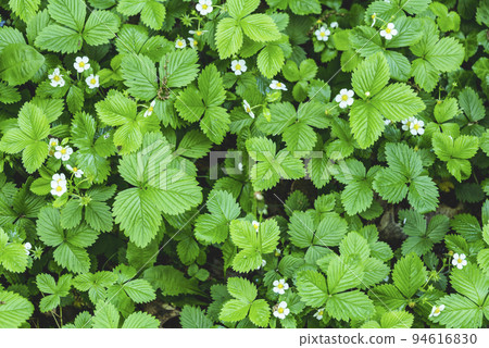 Spring white flowers of strawberries on the field. Green field of strawberries. Background. Fragaria vesca Spring white flowers of strawberries on the field. Green field of strawberries. Background. Fragaria vesca 94616830