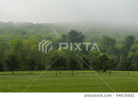 Summer foggy Forest, Copy Space. New Jersey Botanical Garden Summer foggy Forest, Copy Space. New Jersey Botanical Garden 94616881