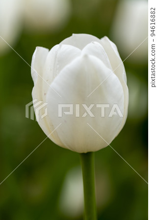 Selective focus of beautiful white tulips with green leaves Selective focus of beautiful white tulips with green leaves 94616882