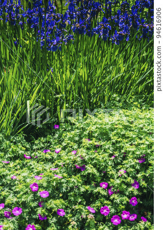 The colorful Siberian Iris, and pink flowers on a front, selective focus The colorful Siberian Iris, and pink flowers on a front, selective focus 94616906