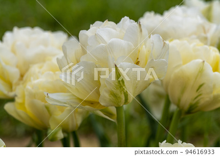 Selective focus of beautiful white tulips with green leaves 94616933