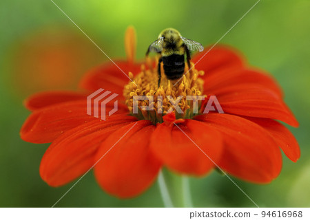 Close up. Bumblebee is collecting nectar from a Fiesta del Sol Mexican Sunflower  94616968