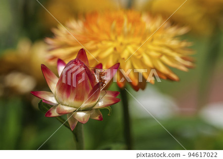 Beautiful flower macro. Orange Ant sitting on Helichrysum bracteatum 94617022