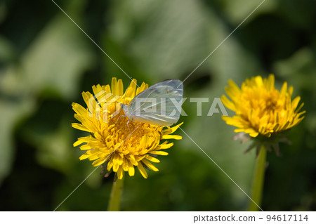 白菜蝴蝶在蒲公英上吮吸花蜜 94617114