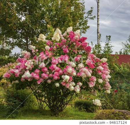 Flowering Hydrangea paniculate in the design of suburban garden plot. Flowering Hydrangea paniculate in the design of suburban garden plot. 94617124