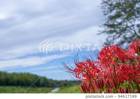 Autumn field scene with blooming amaryllis 94617199