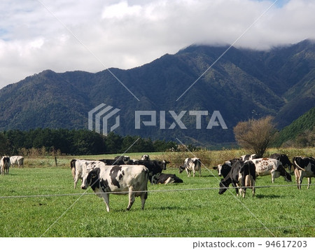 A cow having a leisurely meal A cow having a leisurely meal 94617203