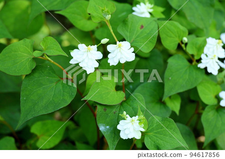 雙重Dokudami花 雙重Dokudami花 94617856