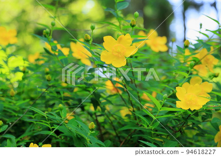 Flowers of Quincebai 94618227