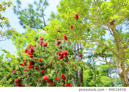 brassicaki花 brassicaki花 94618438