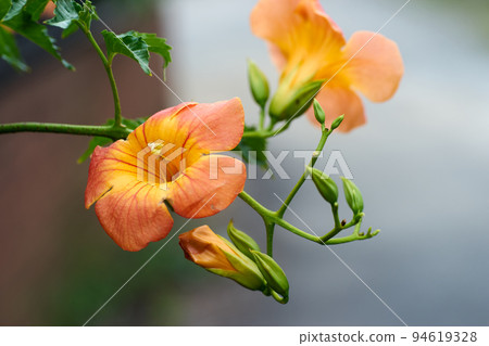 喇叭藤, 向上, 花, 花瓣 94619328