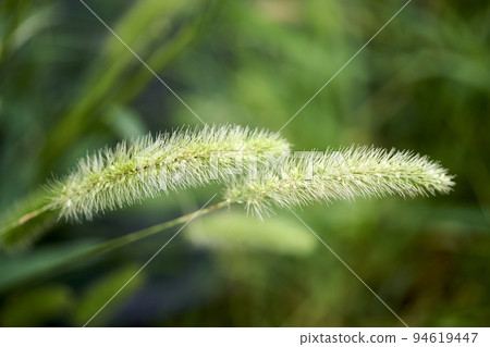 Green foxtail, cat foxtail, ear, macro 94619447