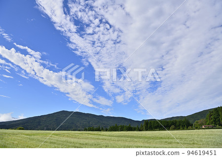 Buckwheat field 94619451