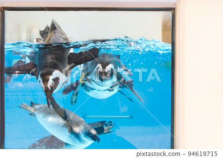 Penguin to see this 94619715