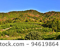 Mandarin orange field ready for harvest 94619864