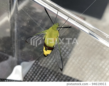 Ooskasiba Ooskasiba 94619911