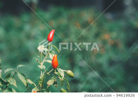 Chilli peppers or red and green chilies in farm Chilli peppers or red and green chilies in farm 94619926