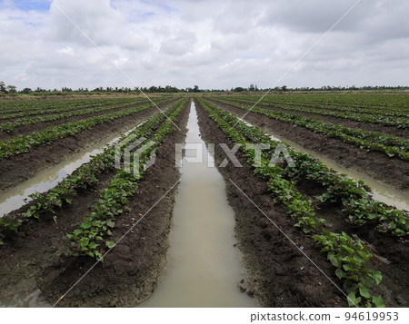 Nature of sweet potatoes plantation, yam farming 94619953