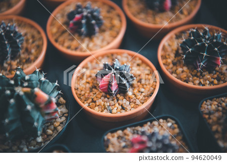 Cactus and Cactus flowers popular for decorative Cactus and Cactus flowers popular for decorative 94620049