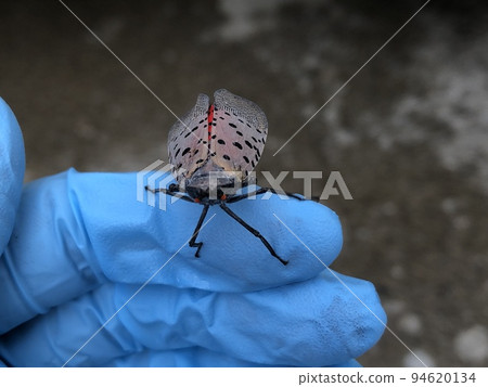 下紅羽衣 94620134