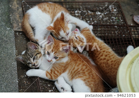 Cute kittens sleeping tired from playing Cute kittens sleeping tired from playing 94621053