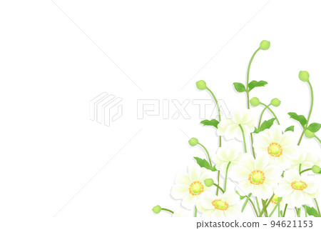 Simple frame of white anemone (white background) 94621153
