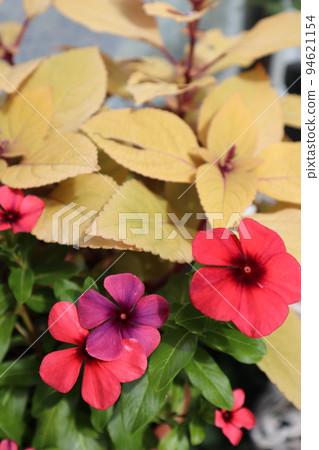 Tattoo Madagascar that darkens in early autumn 94621154