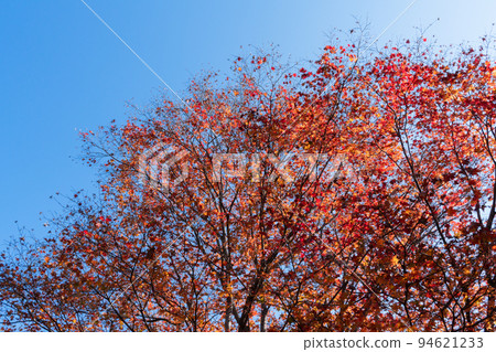 Autumn leaves of maple 94621233